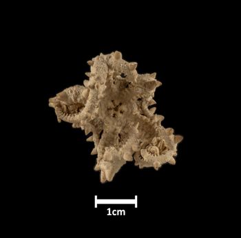 Media type: image;   Invertebrate Zoology OPH-2896 Description: Bottom of brittle star with mouth visible.;  Aspect: ventral